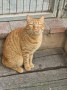 Garfield (3)2